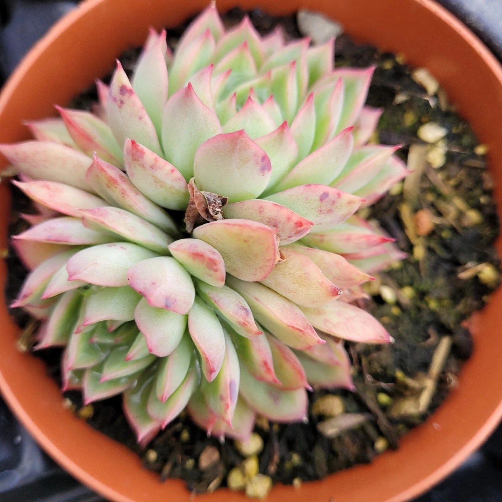 Echeveria Mebina Succulent Bare Root Plant – Rare Rosette, Drought-Tolerant, Indoor & Outdoor, 4-Inch, Live Succulent Plant