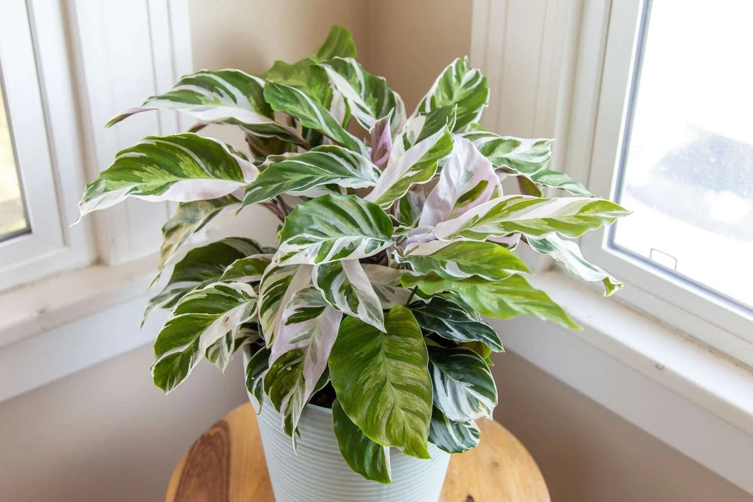 Calathea White Fusion Seeds – Indoor & Outdoor Planting – Unique Foliage – Calathea 'White Fusion'