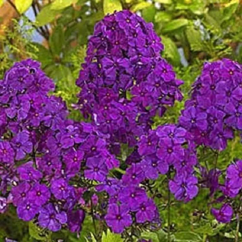 Bright Purple Phlox Seeds | Perennial Flower Pack | Butterfly Attracting Phlox paniculata Seeds