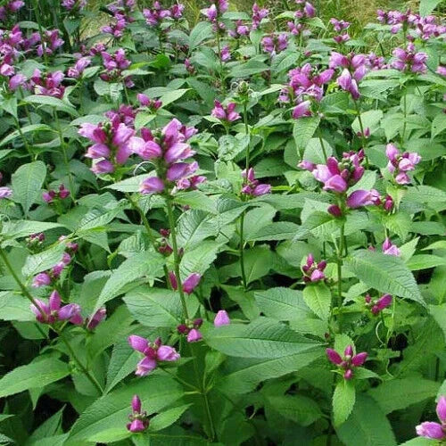 Turtlehead Seeds - Chelone obliqua Perennial Wildflower for Gardens - 25 Seeds