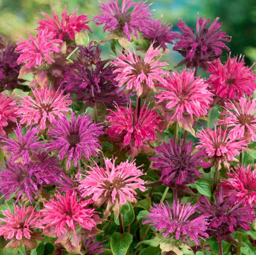 Bee Balm Seeds - Mixed Colors Perennial - Monarda Didyma - Non-GMO Flower Seeds for Pollinators and Hummingbirds