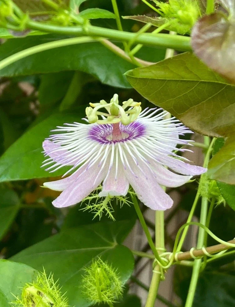 Passiflora Vine Cuttings 25 Pieces 7 Inches Butterfly Host Plant Passiflora spp.
