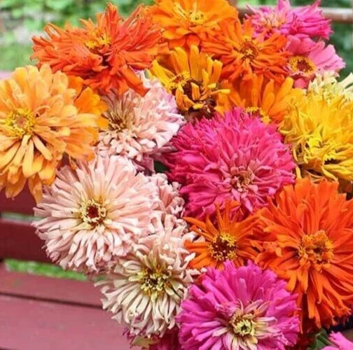 Zinnia Seeds Mix - Chrysanthemum Varieties - 25 Pack - Zinnia elegans - Vibrant Flower Seeds for Garden, Borders, Containers