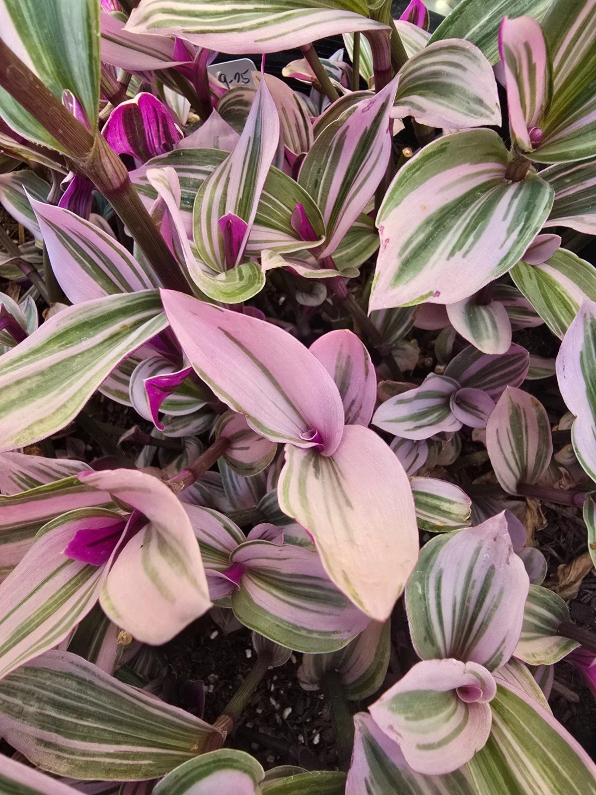 Wandering Jew Plant Cuttings - 5 Tradescantia Nanouk Trailing Variegated Indoor Outdoor