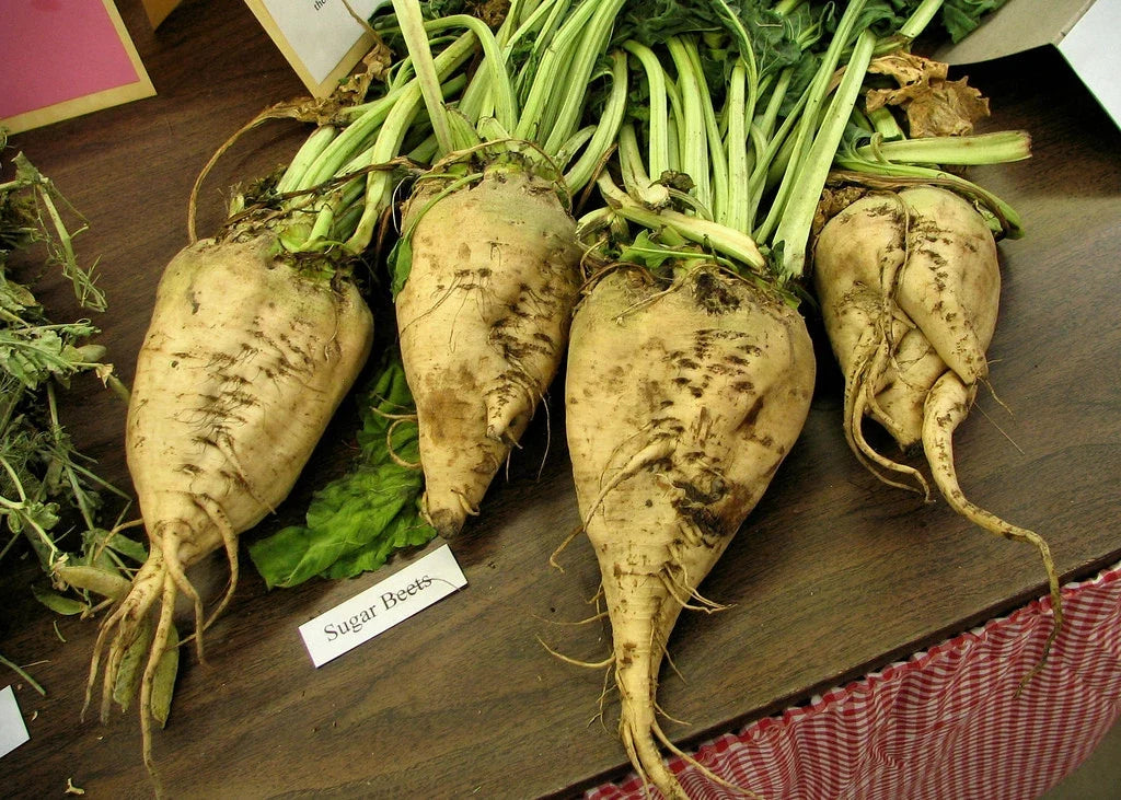 Beet Seeds - 110 Count - Sugar Beet Variety Beta vulgaris - Non-GMO, Full Sun, Easy to Grow, Home Garden, Small Farm