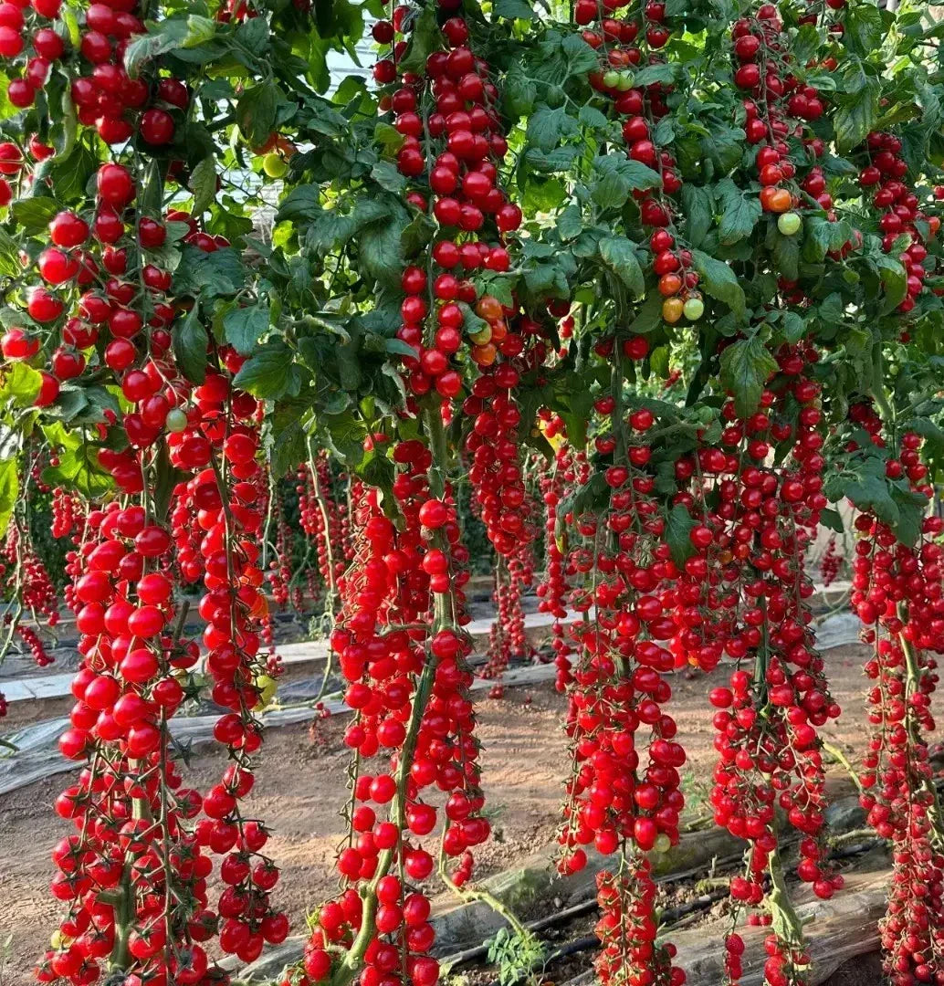 Waterfall Tomato Seeds - Heirloom Organic Sweet Tomatoes - 100+ Seeds Solanum lycopersicum