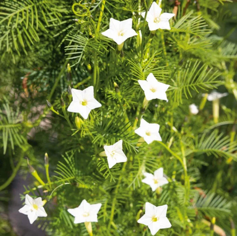 Cardinal Climber Vine Seeds, White Flowers, Pollinator Attractor, Ipomoea quamoclit, 50 Seeds