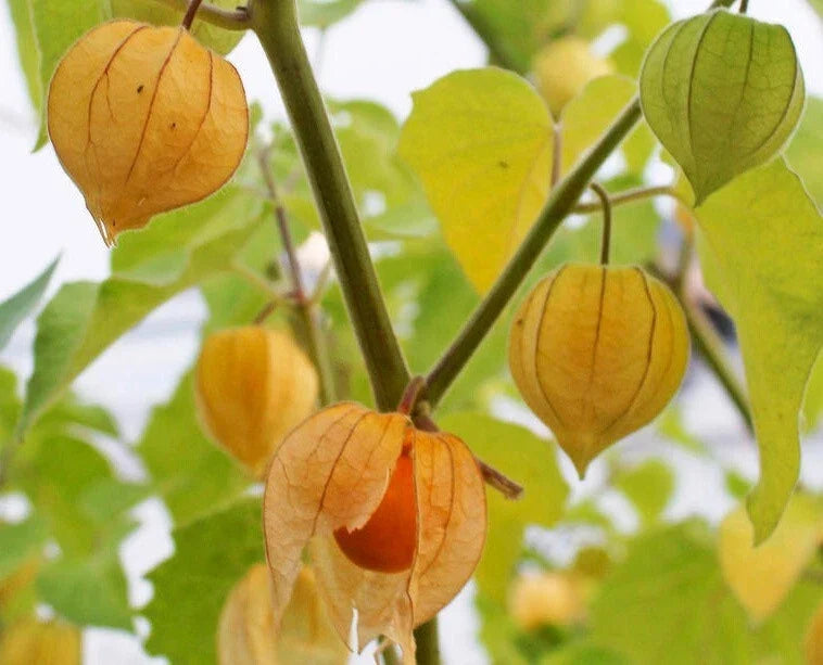 Tomatillo Seeds Pack of 100+ | Physalis ixocarpa | Edible Fruit for Salsa & Cooking | Home Garden, Container Planting