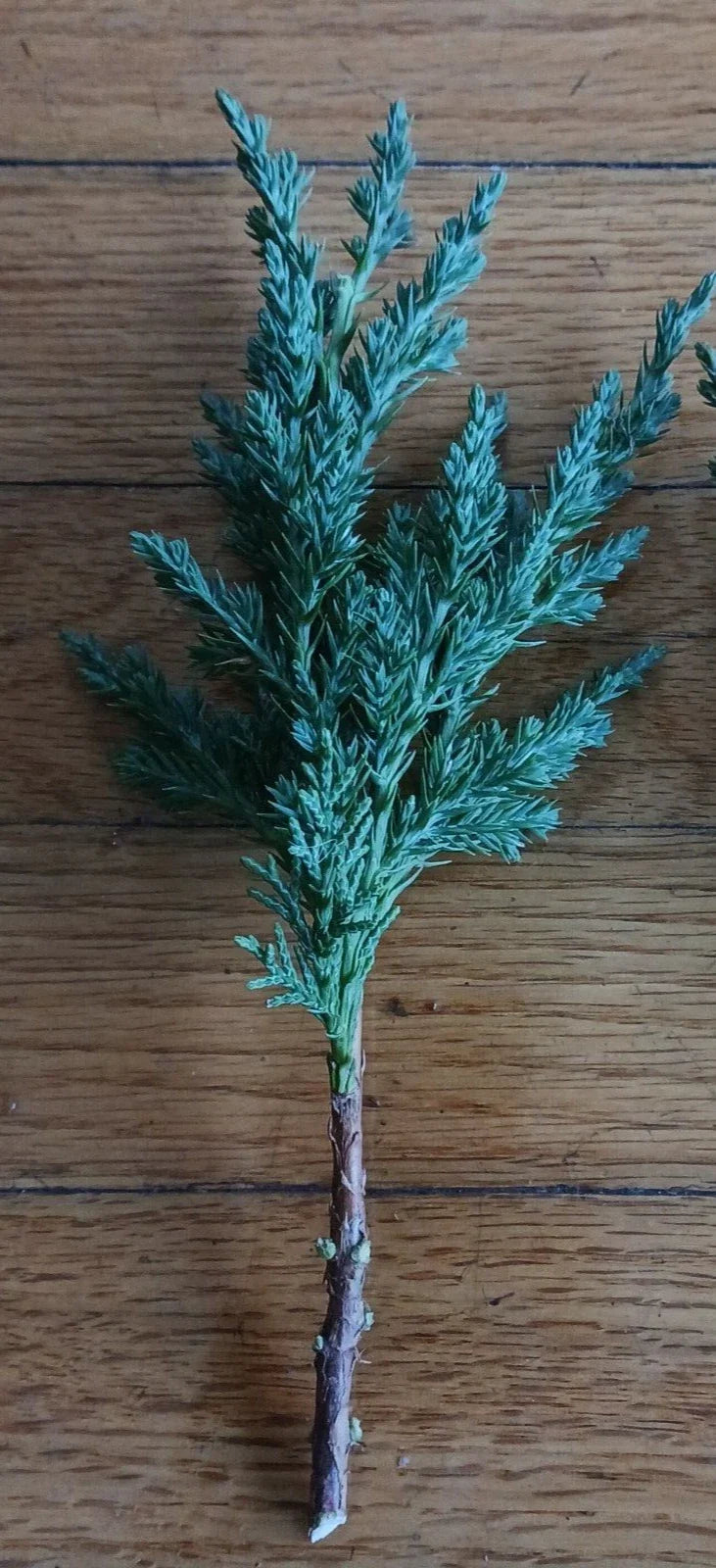 Pre Bonsai Juniper Cuttings 10 Pack - Green Mound Juniper for Bonsai Cultivation