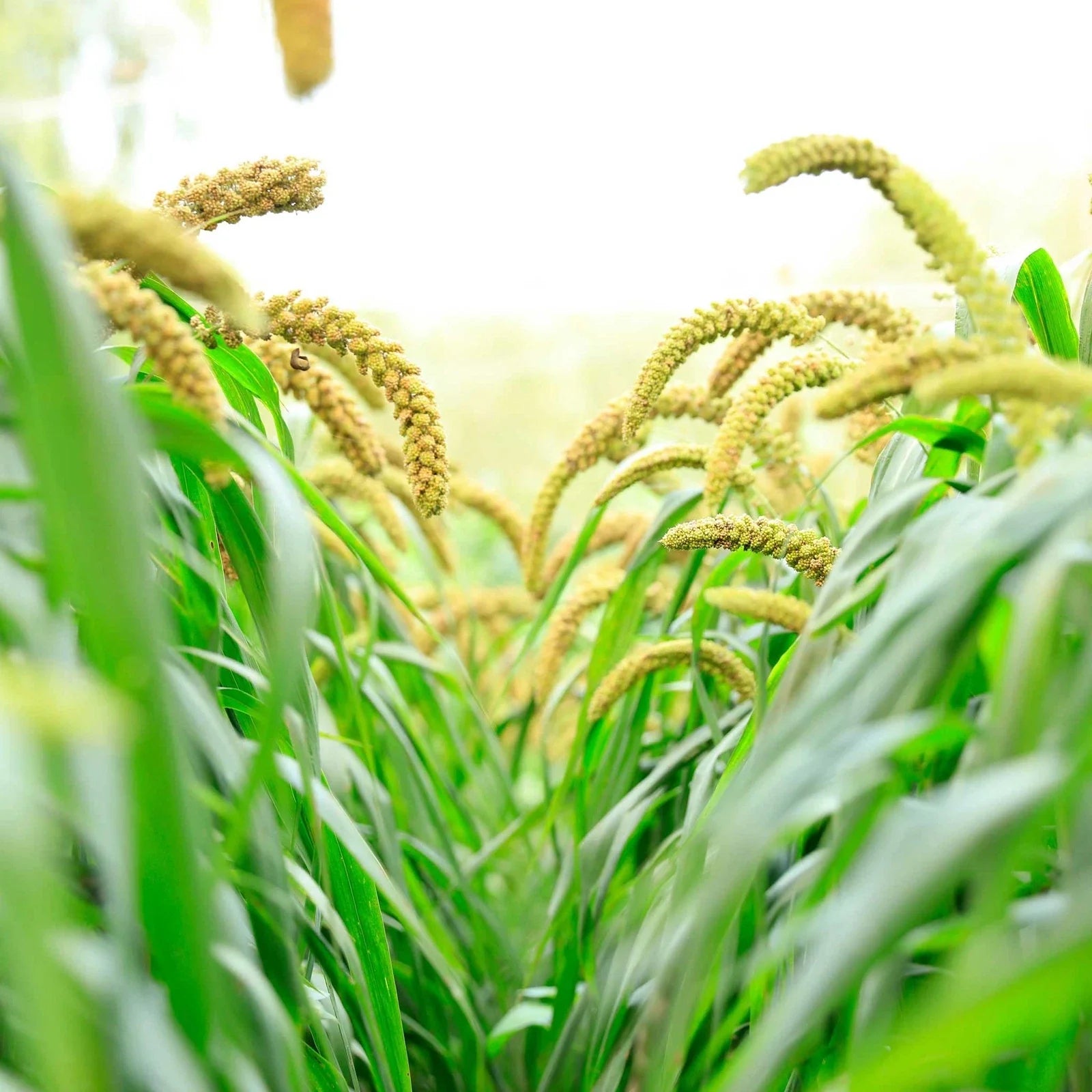 Weeping Foxtail Millet Seeds 100 Pack - Ornamental Setaria italica for Garden, Drought-Tolerant, Full Sun