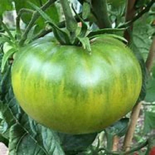 Aunt Ruby's German Green Tomato Seeds - Heirloom Solanum lycopersicum, Large Green Juicy Tomatoes, Organic Seed Pack of 25