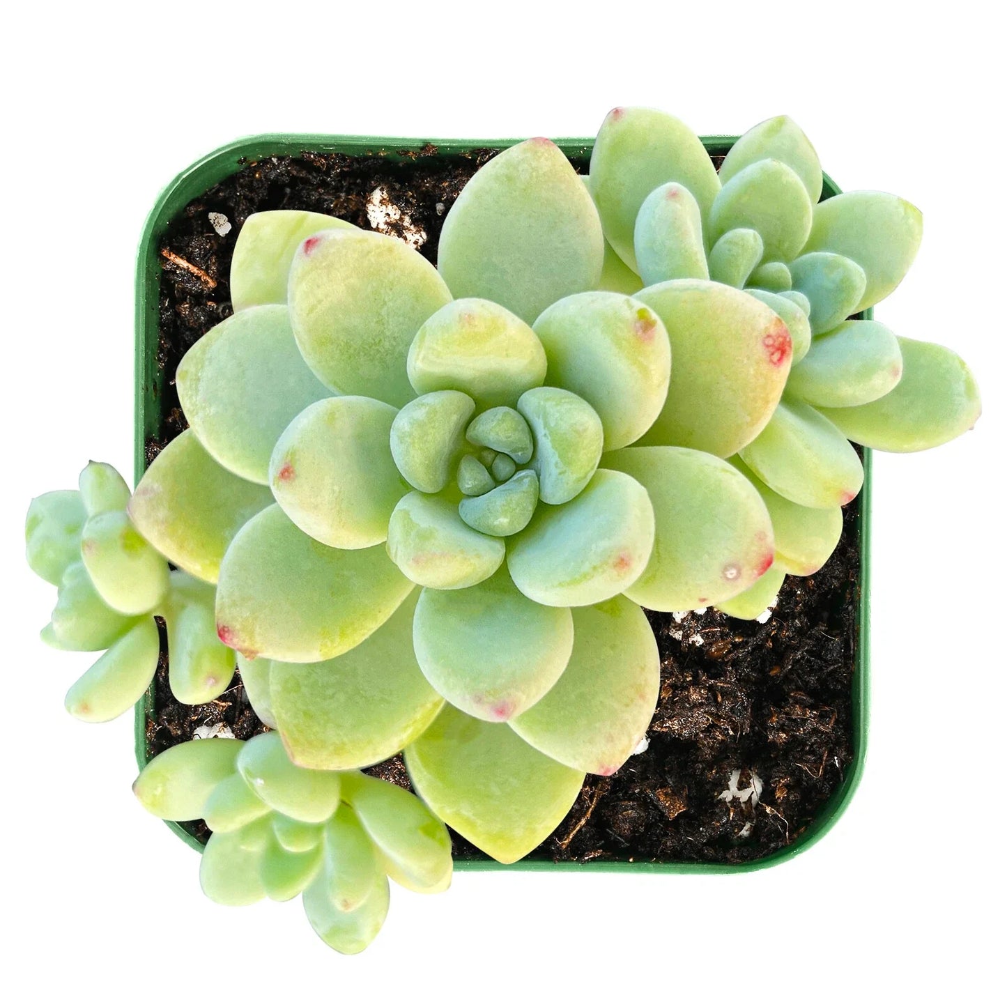 Live Sedum Clavatum Succulent Plant in 2-Inch Pot – Indoor Drought-Tolerant, Low Maintenance, Rosette-Forming, Crassulaceae
