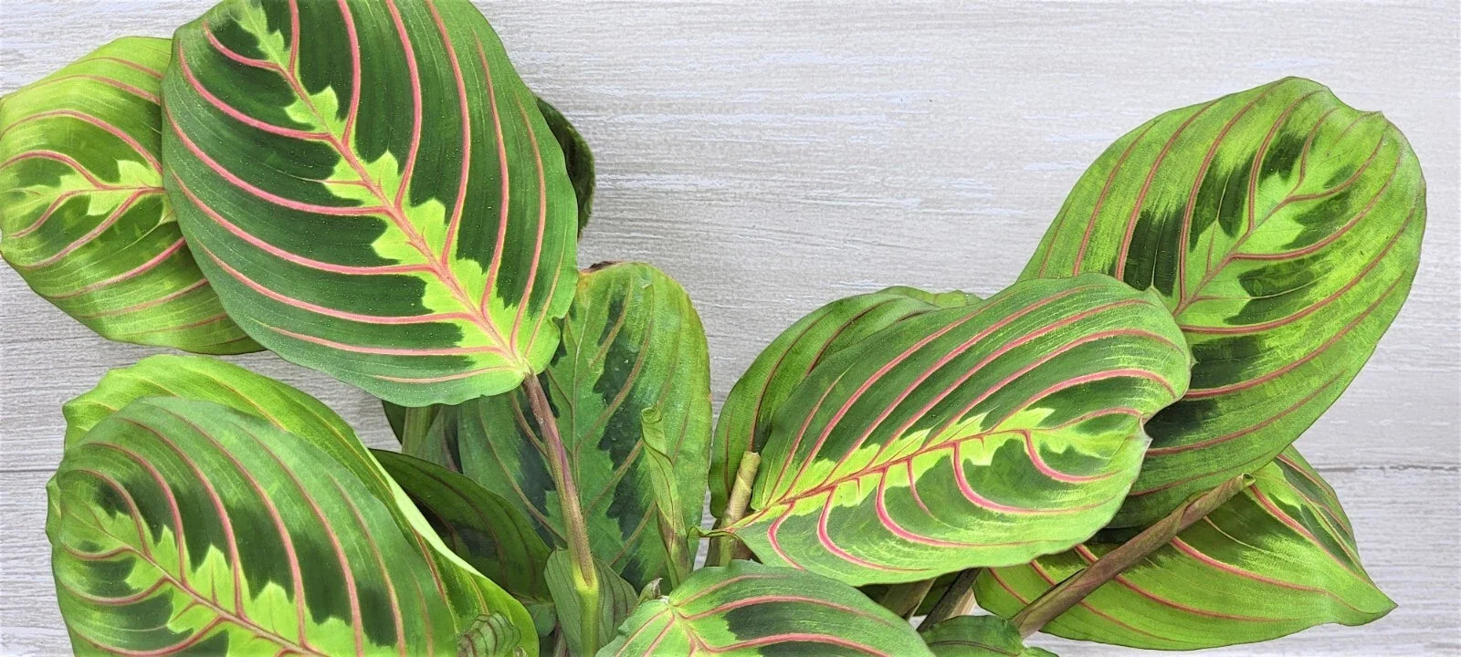 Maranta Leuconeura 'Rabbit's Foot' Live Indoor House Plant in 3" Pot with Red Variegated Foliage