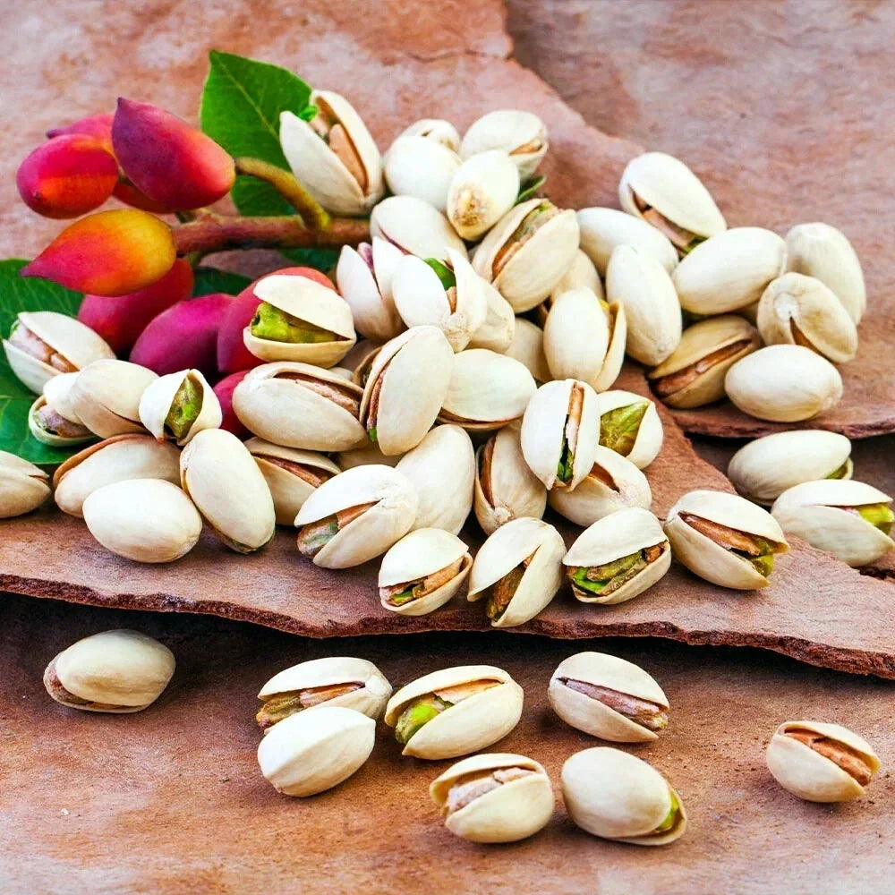 Pistachio Nut Tree Seeds Edible Variety for Zone 7 Garden, Pistacia vera, Deciduous, Full Sun, Drought Tolerant