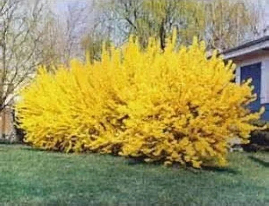 Forsythia Cuttings 6-8" Unrooted for Propagation - Forsythia x intermedia Garden Plants