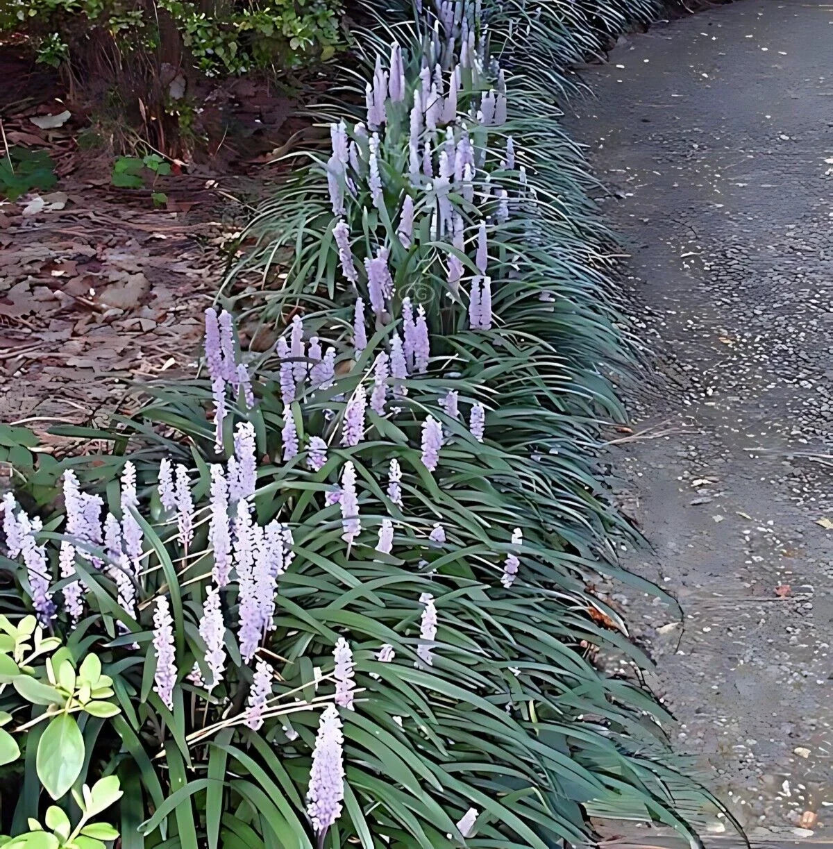 50 Bare Root Monkey Grass Plants, Ophiopogon japonicus, Ground Cover for Borders, Drought-Resistant, Low Maintenance