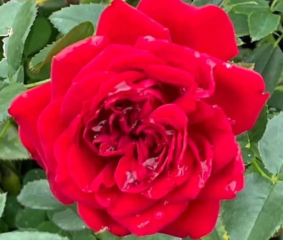 True Love Rose Cuttings - 6 Everblooming Live Shrub Plants Rosa spp.