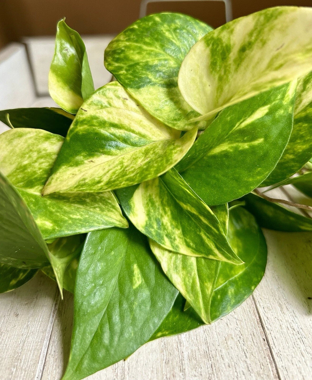 Rooted Pothos Cuttings 10 Pack - Epipremnum aureum Indoor Plant for Air Purification