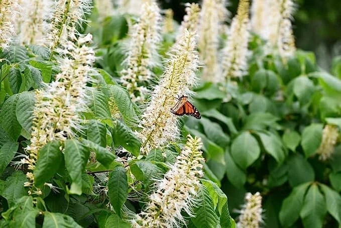 Sweet Pepper Bush Seeds 50 Pack, Edible Fruit, Attractive Foliage, Capsicum annuum, Bushy Shrub for Garden or Container