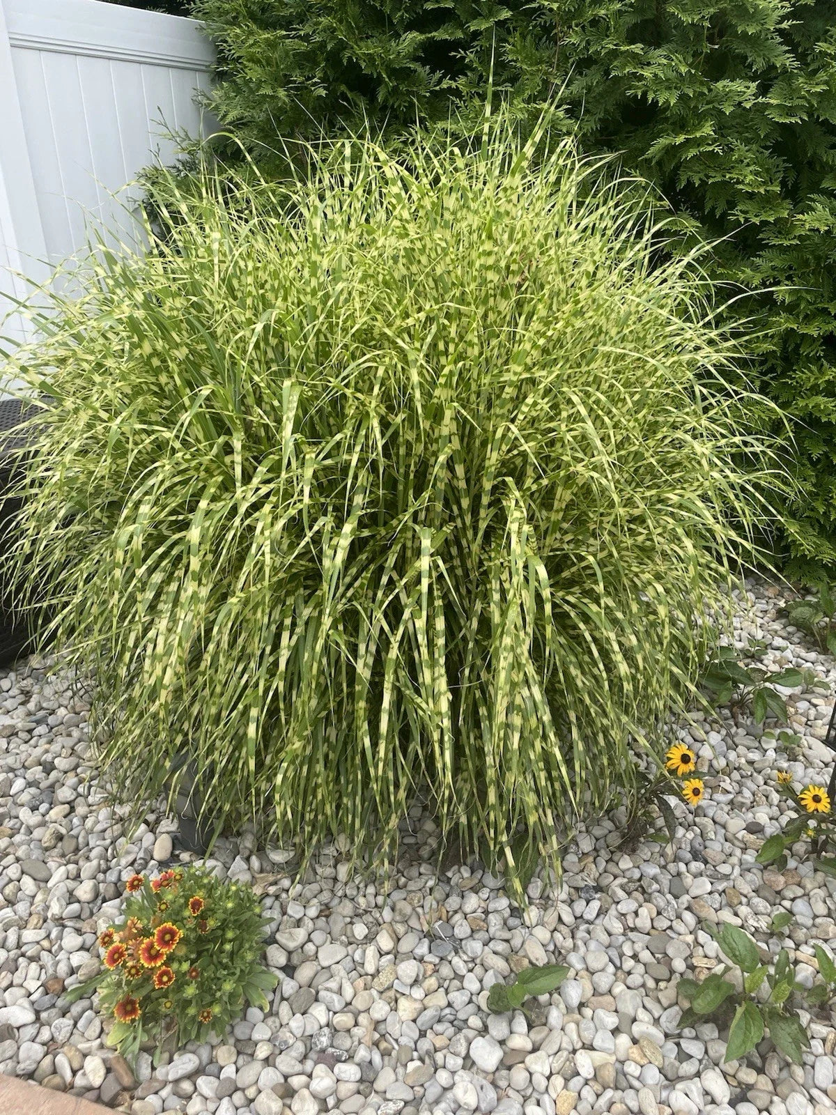 Zebra Maiden Grass Clump - Striped Gold Miscanthus - Ornamental Grass for Landscaping & Garden Decor - Miscanthus sinensis 'Zebrinus'
