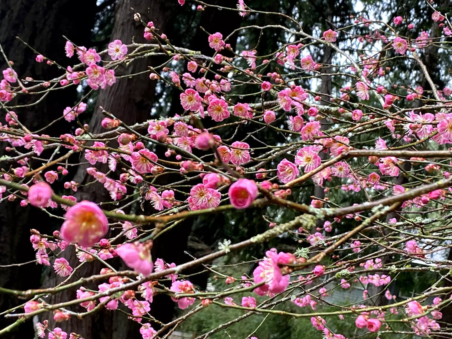 Japanese Ume Plum Cuttings Pink Variety Prunus mume Fragrant Winter Flowers Edible Fruits