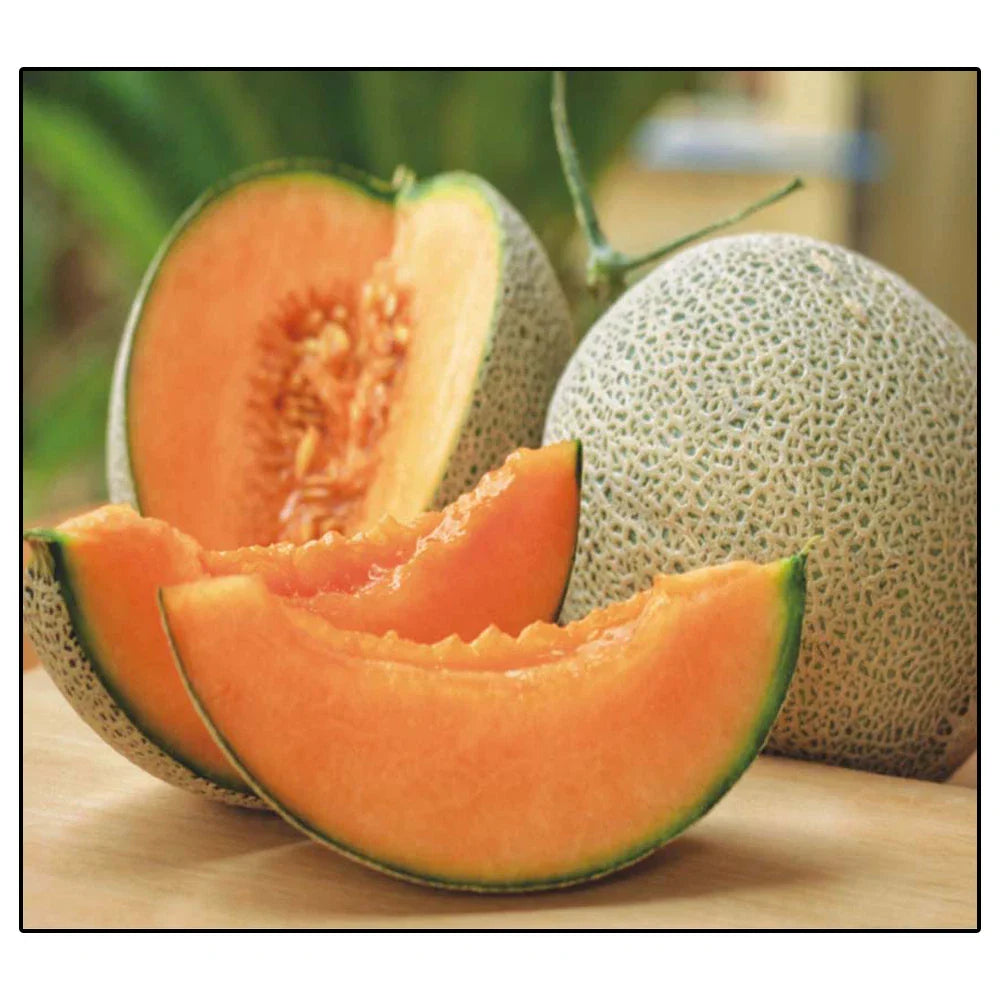 Jumbo Hales Cantaloupe Melon Seeds | 50+ Non-GMO Heirloom Seeds | Cucumis melo