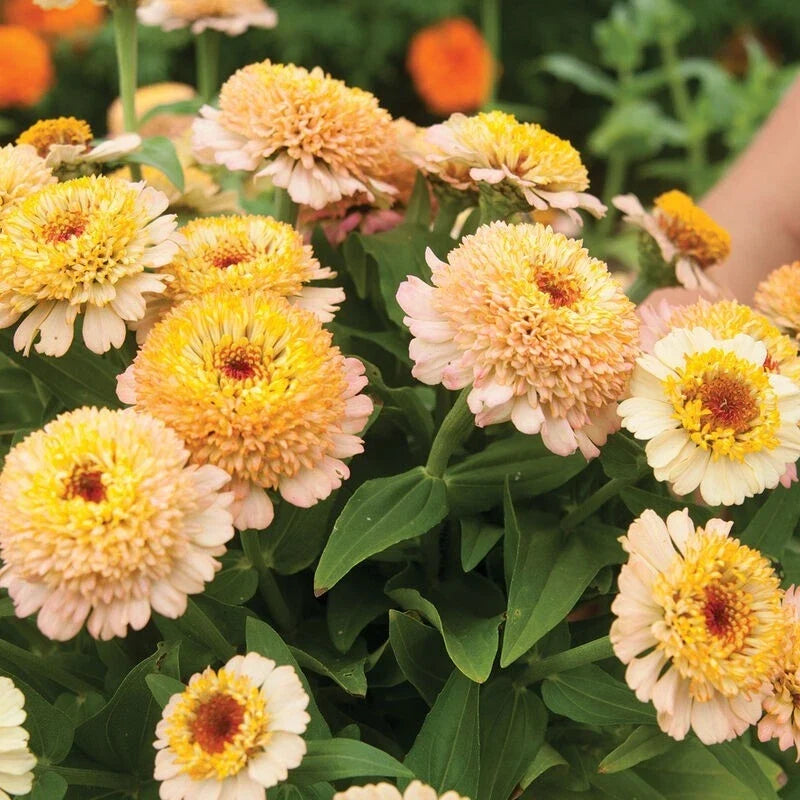 Zinnia Seeds - Zinderella Peach - 100+ Pack for Garden, Annual Flower, Zinnia elegans, Vibrant Peach Blooms