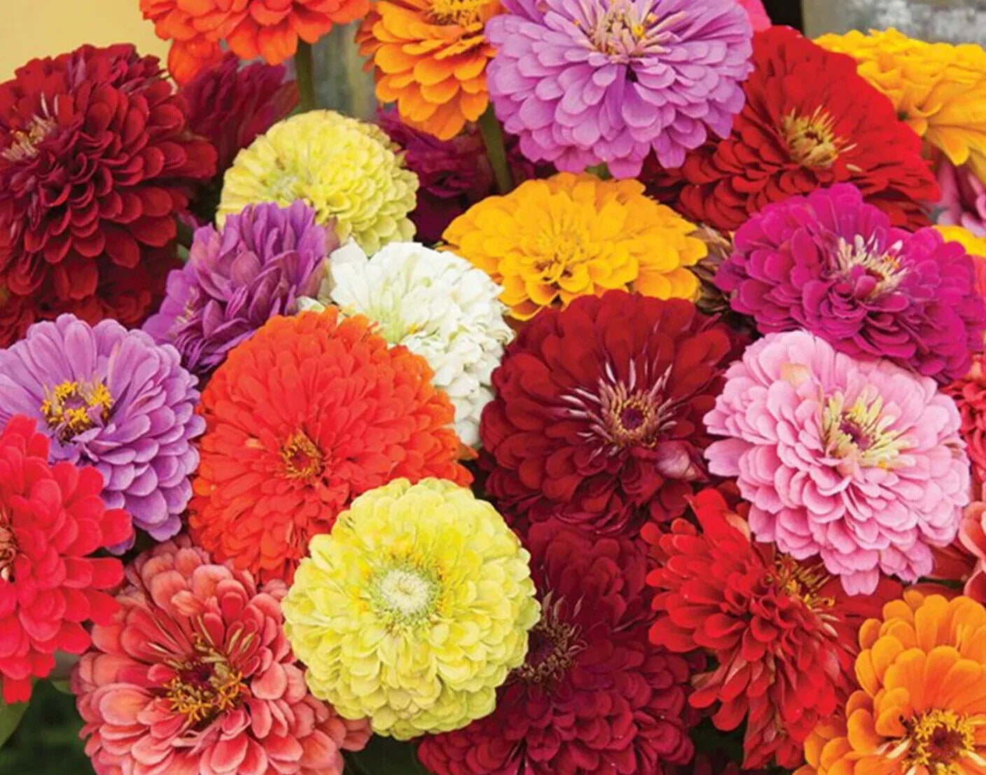 Zinnia Seeds - Pack of 25 - Magnificent Mix of Colors - Zinnia elegans - Butterfly Attracting, Easy to Grow Flower Seeds