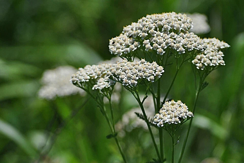 White Yarrow Wildflower Seeds - Achillea millefolium, Organic, Non-GMO, Drought-Tolerant, Pollinator Attracting, 1 oz