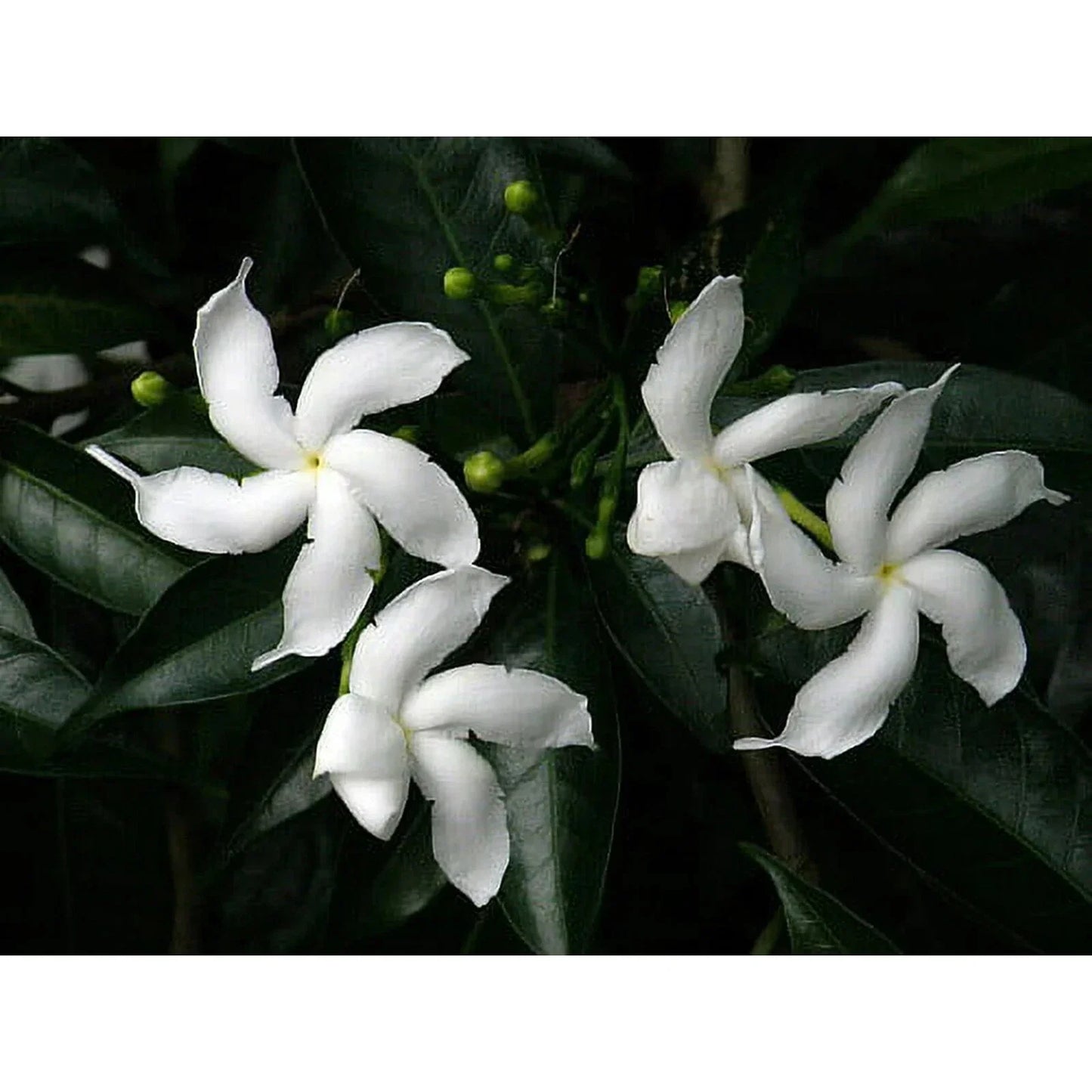 Pinwheel Crape Jasmine Starter Plant - Small Rooted Tabernaemontana divaricata Flowering Shrub
