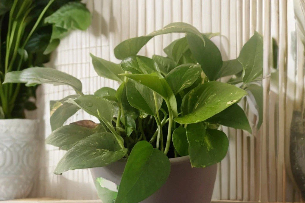 Golden Pothos Cuttings with Roots - Indoor Houseplant Propagation - Epipremnum aureum - Easy to Grow, Low Maintenance