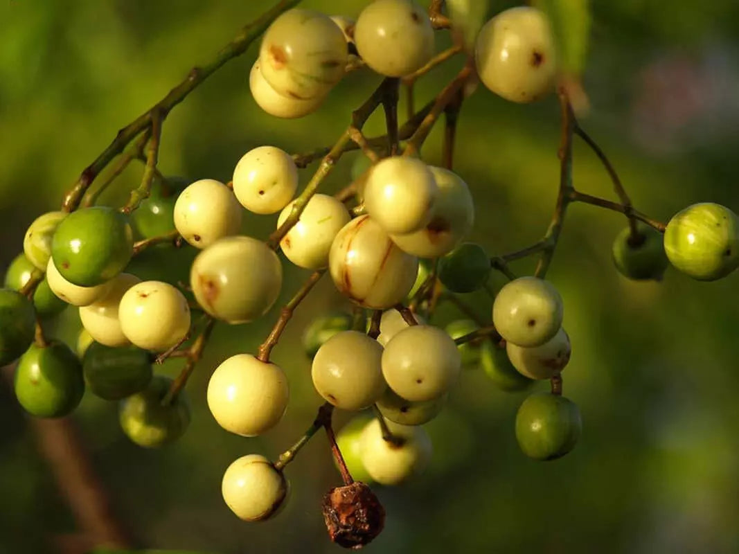 Chinaberry Tree Seeds 20 Pack Melia Azedarach Pride Variety for Planting, Fast-Growing Shade Tree