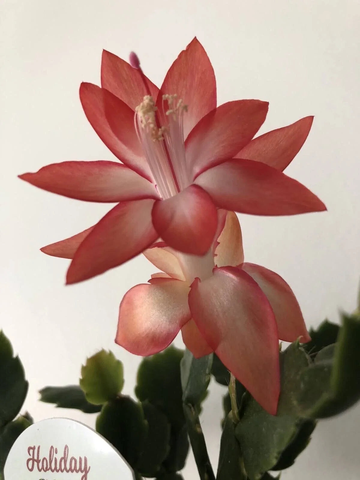 Christmas Cactus Set of 6 - Orange Schlumbergera truncata - Rooted & Unrooted Cuttings, Indoor Plant, Low Maintenance