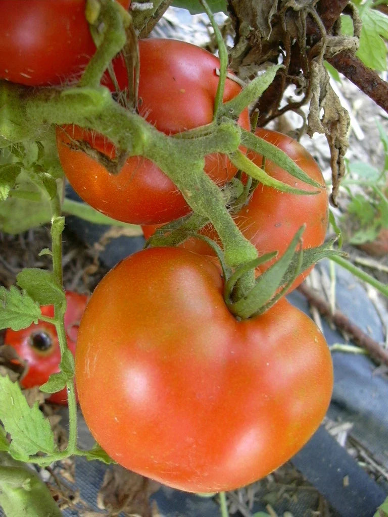 Arkansas Traveler Tomato Seeds – Bulk 300 Count, Heirloom Solanum lycopersicum, Juicy, Meaty Fruits for Slicing, Canning & Cooking
