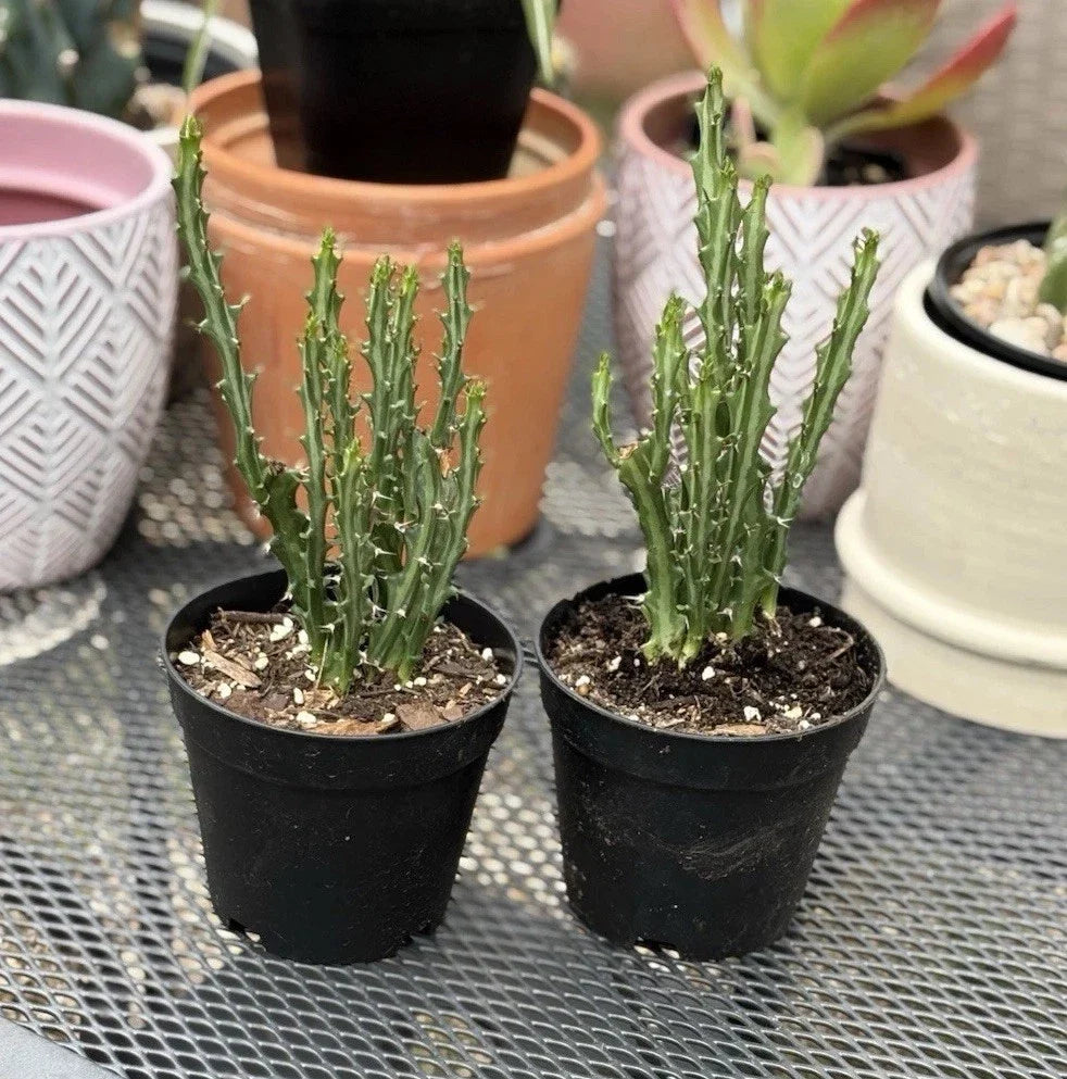Euphorbia Knuthii Live Rooted Cactus Plant - Unique Succulent for Indoor & Outdoor Gardens