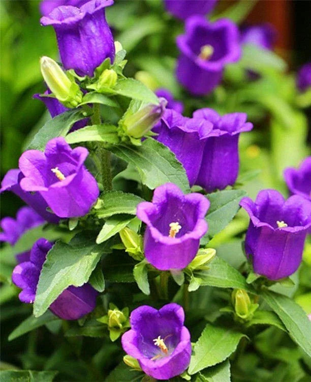 Purple Tussock Bellflower Seeds - 2000+ Campanula carpatica Perennial Seeds USA