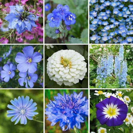 Wildflower Seed Mix 500+ Seeds Blue Ribbon Perennials Pollinator Friendly Non-GMO Seed Packet
