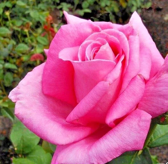 Rose Bush Live Plant 1-2' Pink Perfume Delight Fragrant AARS Winner Rosa 'Perfume Delight'