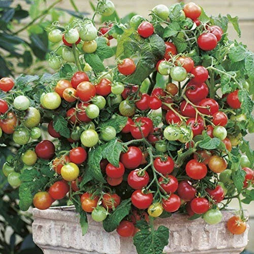 Tiny Tim Tomato Seeds - Heirloom Non-GMO Variety for Small Gardens - Solanum lycopersicum