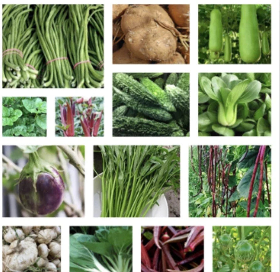 Asian Vegetable Seeds Packets – Non-GMO, Oriental Varieties for Home Gardens, Patios & Containers