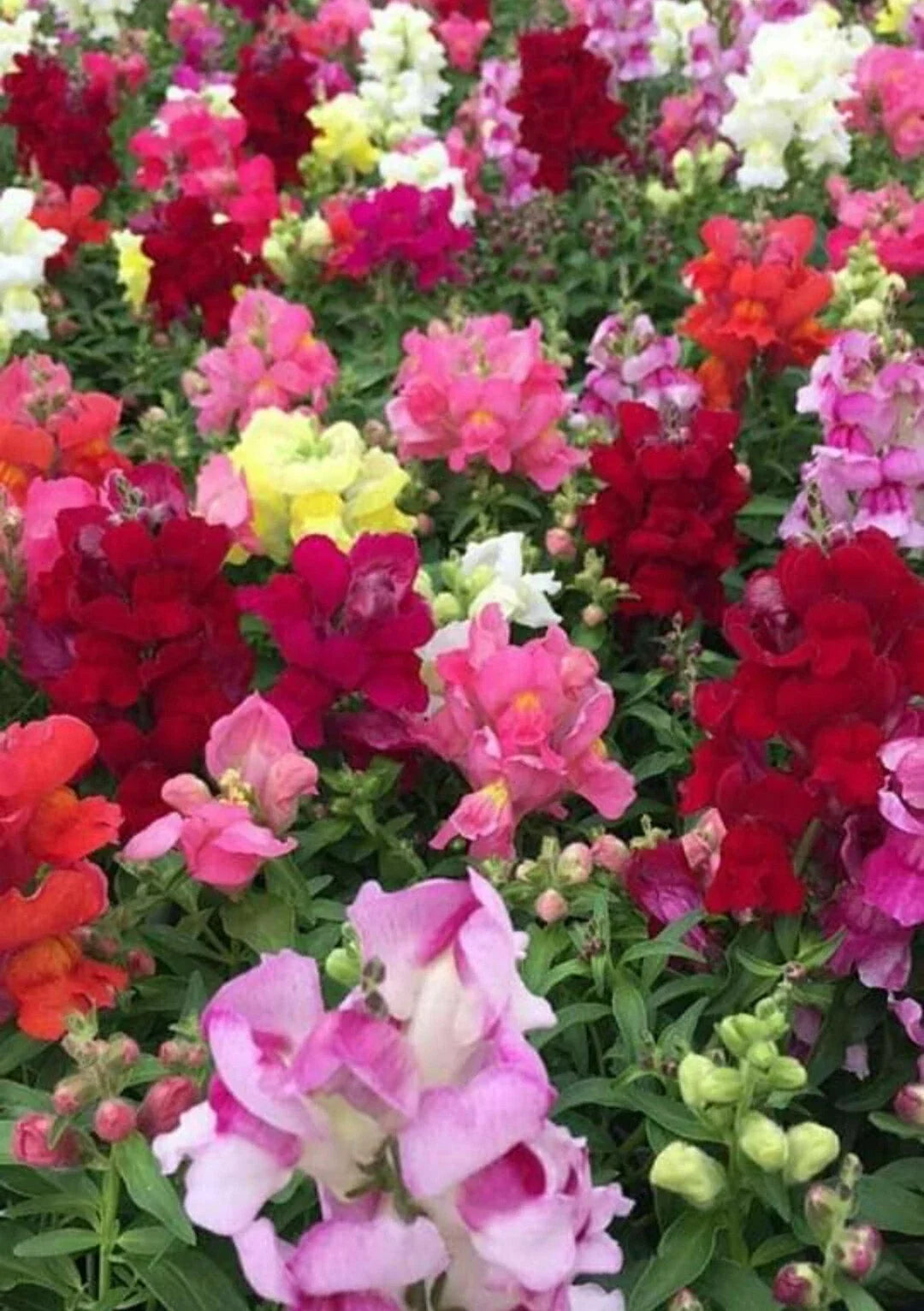 Snapdragon Seeds - Maximum Potomac Mix, 200 Count, Antirrhinum majus, Vibrant Colorful Annual Flowers for Borders & Containers