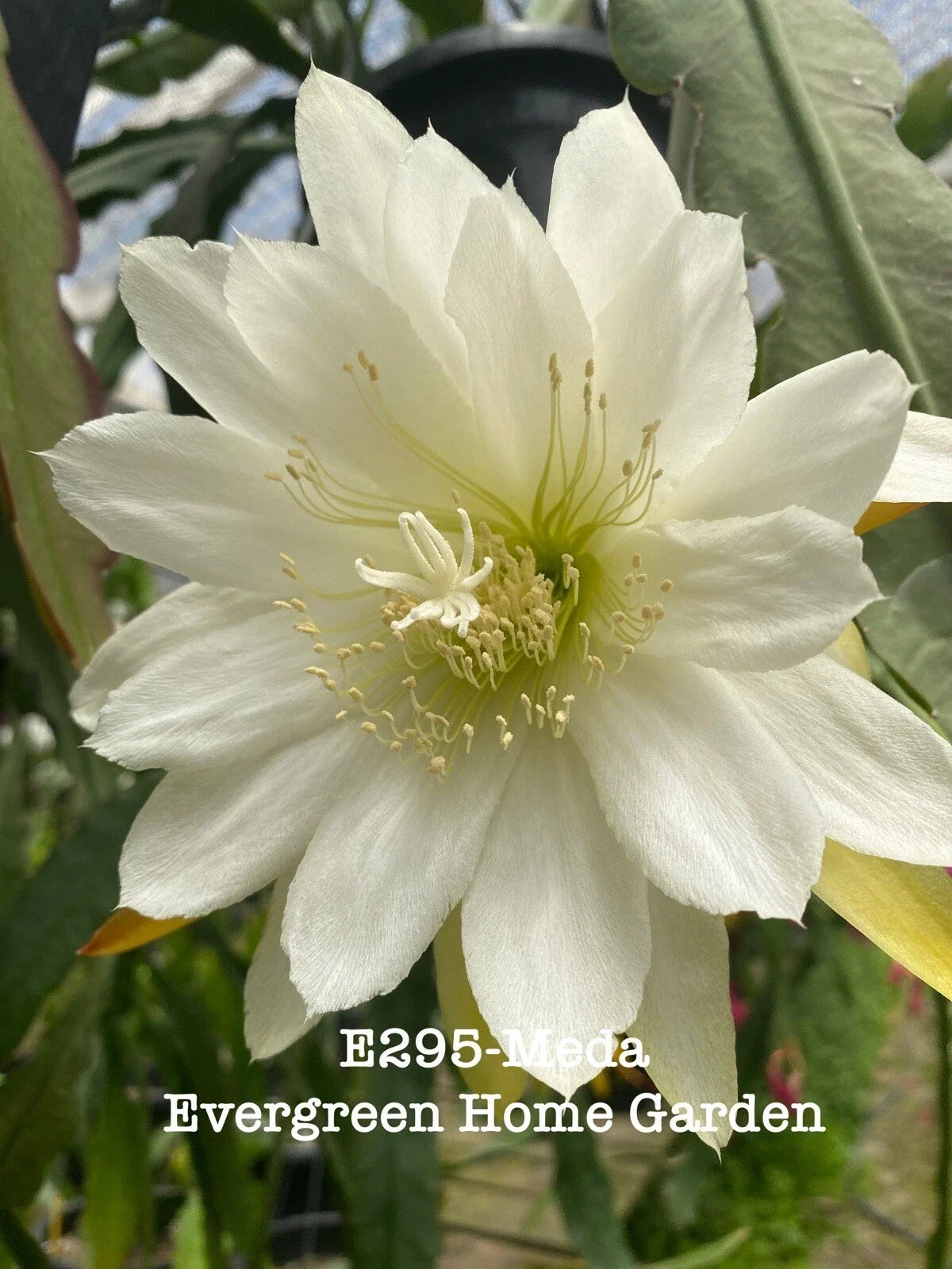 Rooted Epiphyllum Hybrid Orchid Cactus "Meda" 4" Starter Pot Indoor Plant for Home Decor