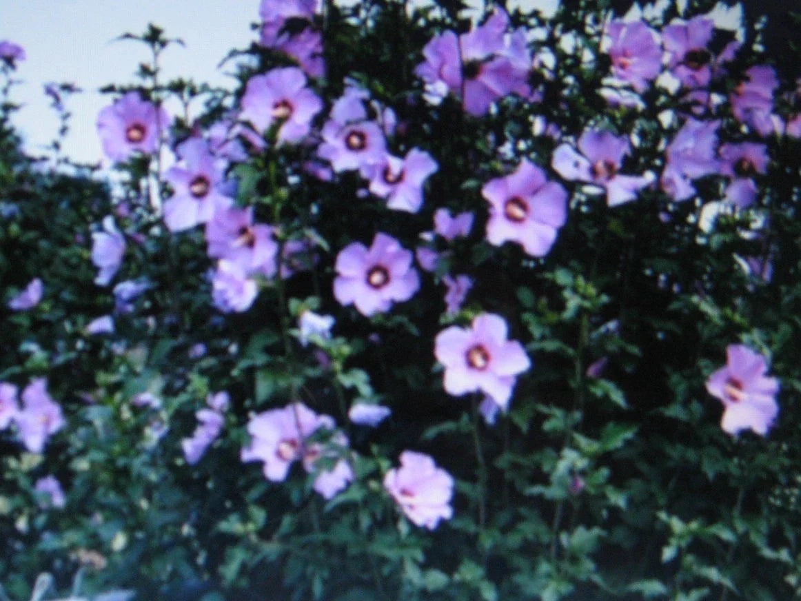Rose of Sharon Seeds - Showy Hibiscus syriacus - 5 Seeds Pack