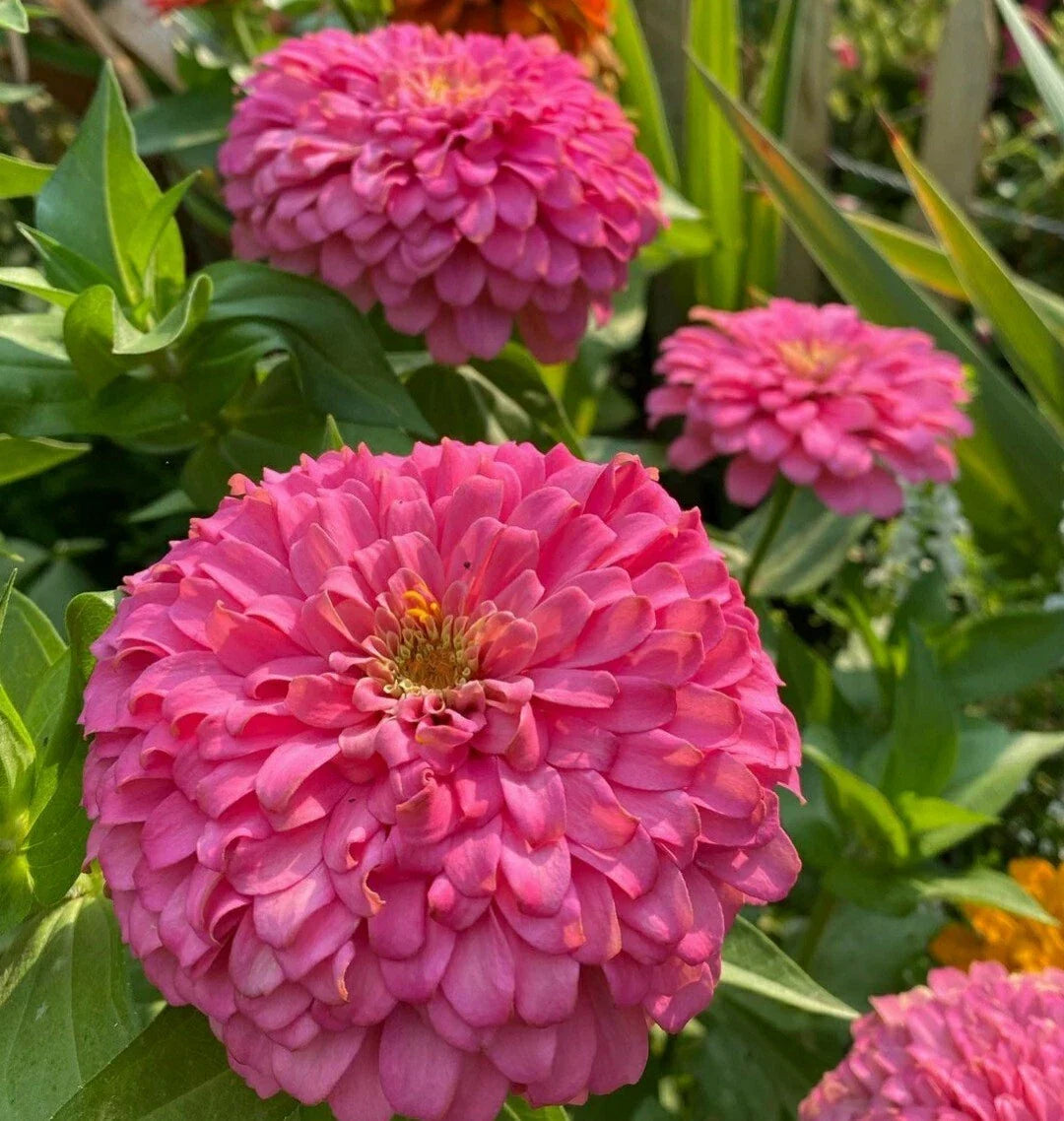 Giant Zinnia Seeds - Fuchsia Pink Flower Pack - Zinnia elegans 'Barbie Pink' for Borders & Cut Flowers