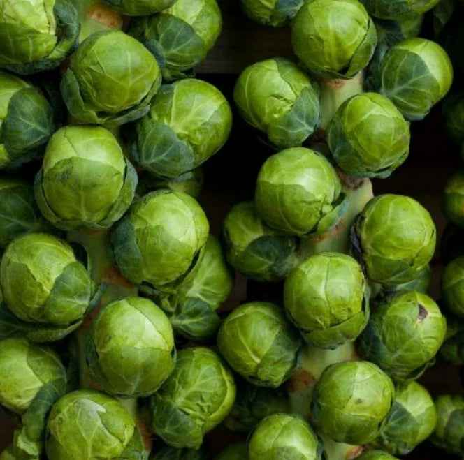 Brussels Sprouts Seeds - Non-GMO CATSKILL Sweeter with Frost Dwarf Variety - 500 Seeds, 90 Days to Harvest, Compact, Flavorful