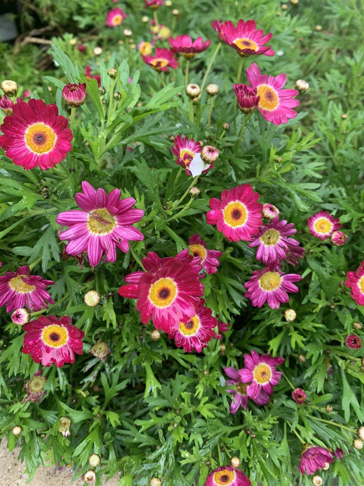 Argyranthemum frutescens 'Grandaisy Red' - 2 Perennial Plants in 3" Pot with Vibrant Red Daisy Flowers