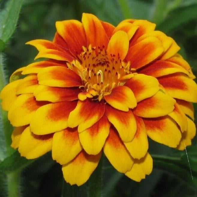 Persian Carpet Zinnia Flower Seeds - 100+ Annual Wildflower Seeds for Vibrant Garden Color