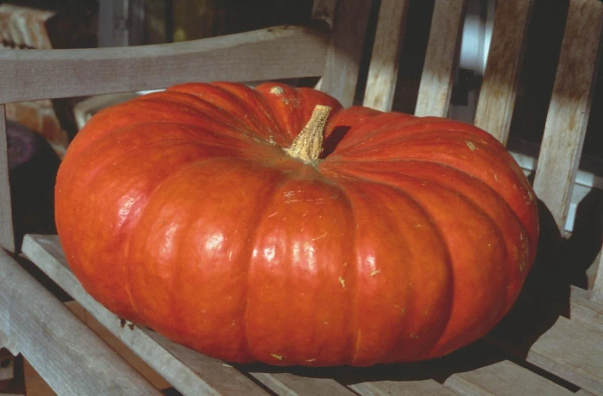 Cinderella Pumpkin Seeds Heirloom Variety for Baking, Canning & Decor – Cucurbita pepo, Fall Harvest, Spreading Vine, 15 Seeds