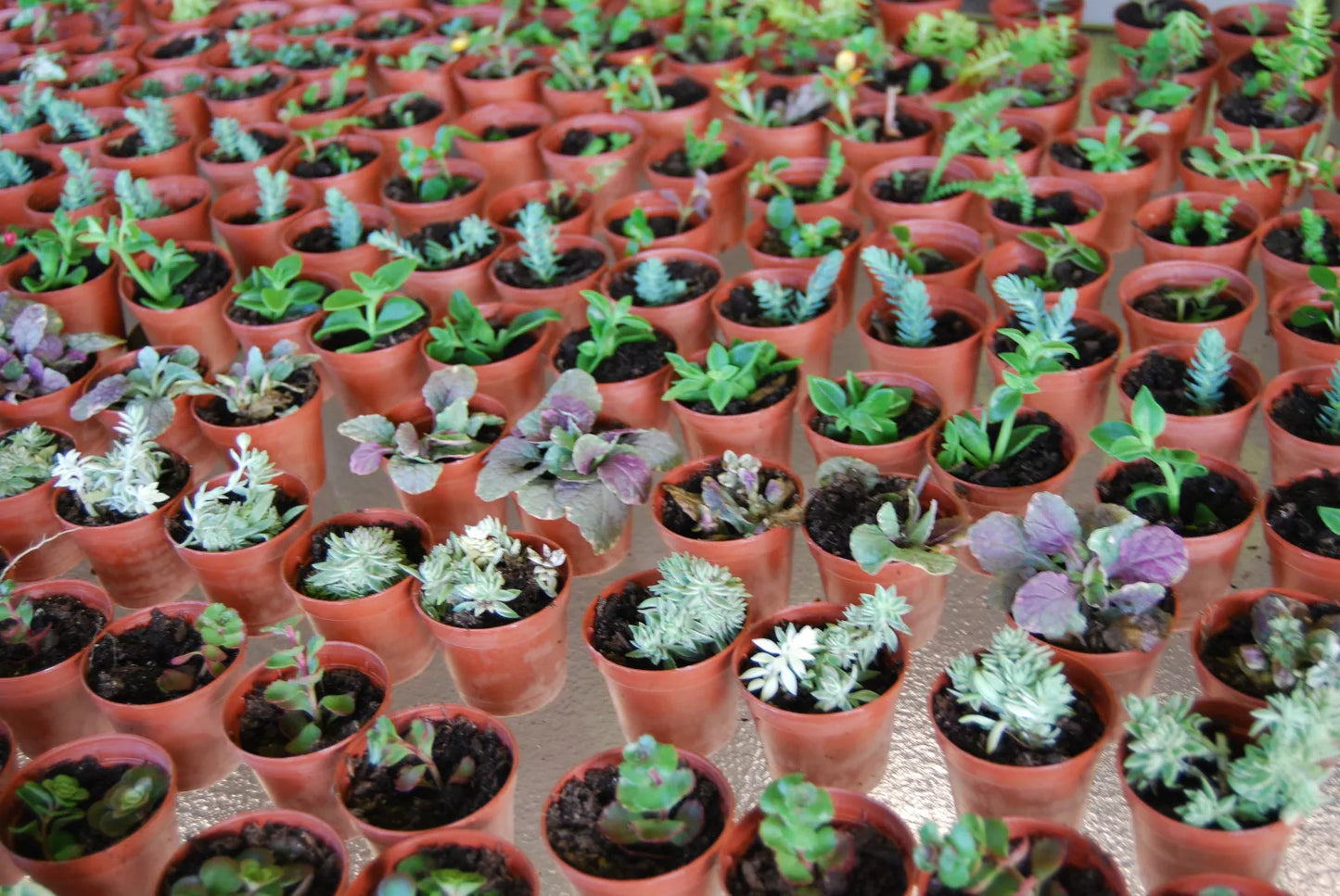 Live Garden Plants Set - 3 Plant Surprise Lot - Huge Fairy Assortment - 2" Pots - Indoor/Outdoor