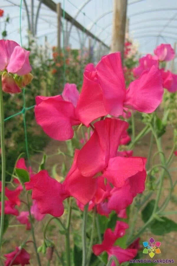 Sally Maitland Sweet Pea Seeds - 50+ Pack, Fragrant Pink & Lavender, Climbing Vine, Lathyrus odoratus, Garden Planting, USA Made